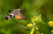 Kolibrievlinder 207
